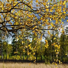 forest, Leaf, autumn, birch