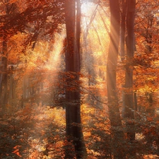 forest, sun, autumn, rays