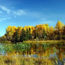lake, forest, autumn, rushes