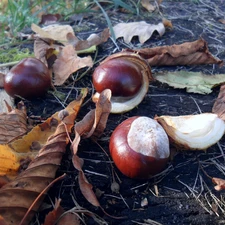 autumn, chestnuts, Leaf