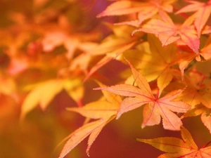 autumn, maple, Leaf