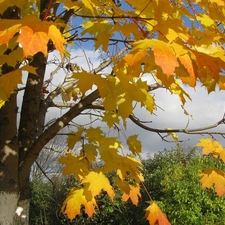 autumn, maple, Leaf