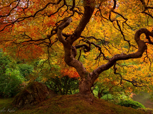 Maple Palm, trees, autumn