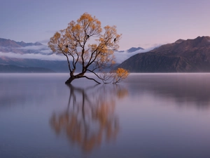 autumn, Wanaka Lake, South Island, trees, Sunrise, reflection, New Zeland
