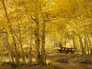 Park, Bench, autumn, birch