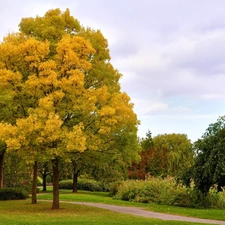 Park, viewes, autumn, trees