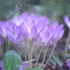 crocuses, Flowers, colchicums, Autumn, Light Purple