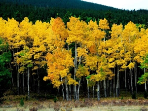 woods, viewes, autumn, trees