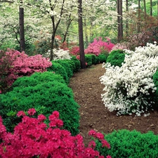 Azaleas, Garden, color