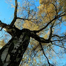 azure, Heaven, birch-tree, Leaf, autumn