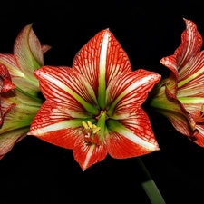 amaryllis, Black, background, Red