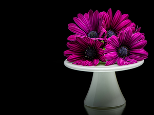White, purple, Black, African Daisies, Three, stand, background