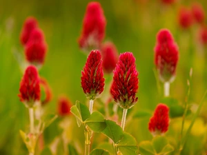 Crimson Clover, blurry background, Wildflowers, Red, Flowers