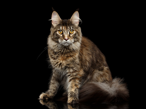 black background, cat, Maine Coon