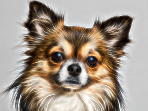 muzzle, dog, Grey, background, Fractalius, Chihuahua