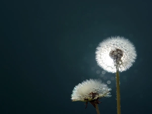 Common Dandelion, Dark Background, Bokeh, dandelions