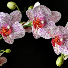 dappled, Black, background, orchid