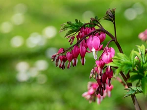 blurry background, Flowers, Bleeding Heart