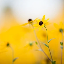 fuzzy, background, Flowers, Rudbeckia, Yellow