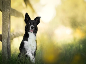 Fance, dog, fuzzy, background, grass, Border Collie