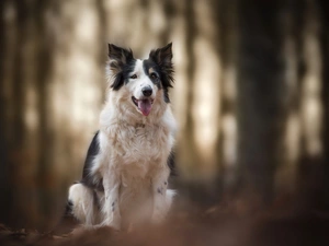 muzzle, dog, fuzzy, background, tongue, Border Collie