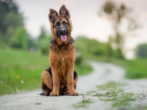 blurry background, German Shepherd, Path