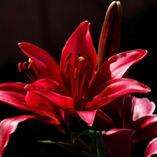 red hot, Black, background, Lily