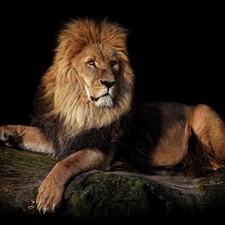 Lion, dark, background, log