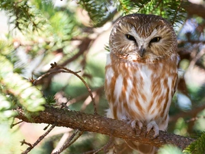 owl, trees, blurry background, Boreal Owl