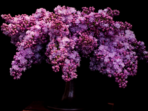 Flowers, without, dark, background, bouquet, purple