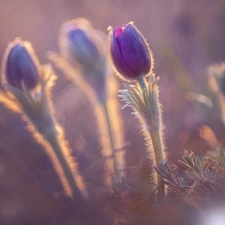 fuzzy, background, purple, pasque, Flowers