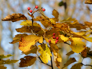 Yellowed, Plant, rapprochement, Fruits, twig, Leaf, blurry background