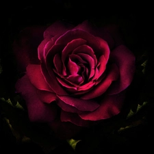 rose, Black, background, flakes