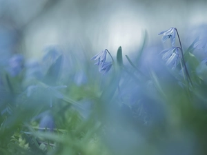 Blue, Flowers, blurry background, Siberian squill
