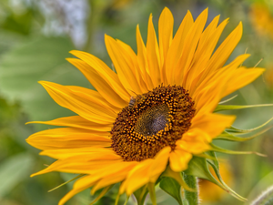 fuzzy, background, Sunflower, rapprochement, flower