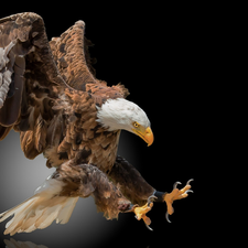 spread, wings, American Bald Eagle, flight, Bird