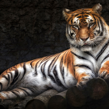 tiger, haunt, Bale, portrait