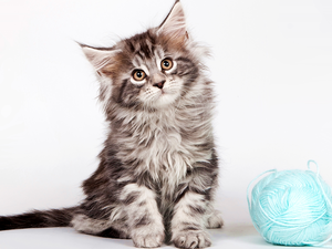 cat, ball, drag, Maine Coon