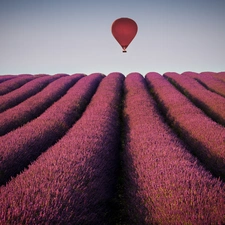 lavender, Balloon