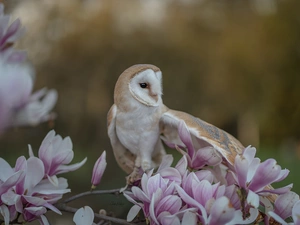 Magnolia, blurry background, Barn, branch, owl