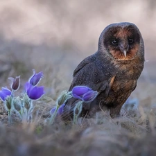 owl, Flowers, pasque, Barn