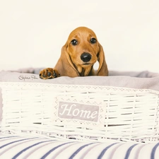 dog, Puppy, basket, dachshund