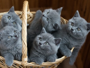 shorthair, basket, Kittens, British, five