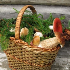 mushrooms, basket