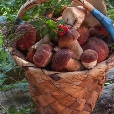 mushrooms, basket