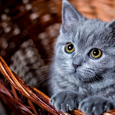 small, kitten, basket, gray