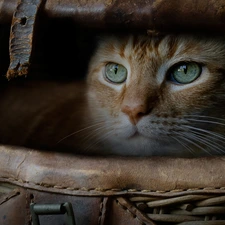 ginger, basket, The look, cat