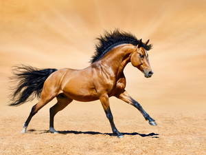 Horse, gear, Sand, bay