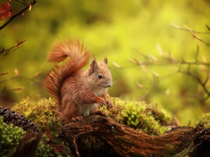 Lod on the beach, squirrel, mossy