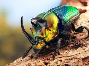 Lod on the beach, cockchafer, Rohatyniec